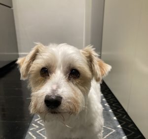Wag & Bone Dog Grooming Pet care service in Brunswick
