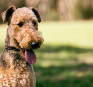 Vets in Endeavour Hills Pet care service in Endeavour Hills