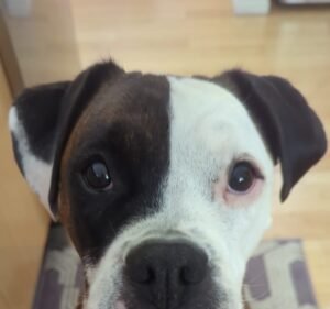 Pet Furmacy @ CENTREE HEALTH PHARMACY Pet care service in Docklands