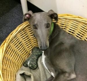 Fitzroy Vet Hospital Pet care service in Fitzroy North