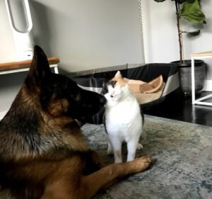 Strathmore Veterinary Clinic Pet care service in Strathmore