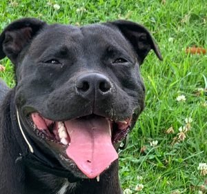 Veterinary Clinics in Melbourne Australia Port Phillip Animal Hospital