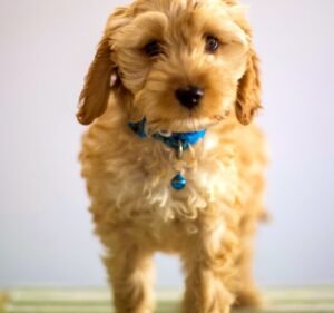 Veterinary Clinics in Melbourne Australia Evervet South Yarra