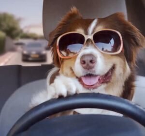 Mobile Phone Retailers in Victoria Australia Phonebot