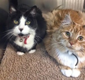  Weston Woden Animal Hospital
