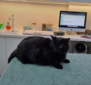 Albert Park Vet Pet care service in Albert Park