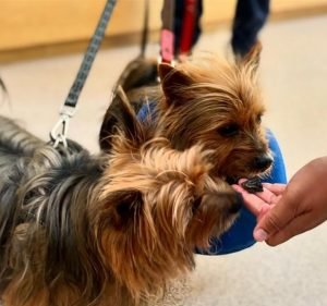 Veterinary Clinics in Melbourne Australia Dr Crystal's Healing Vet Clinic