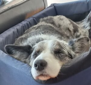 Hampton Veterinary Clinic Pet care service in Hampton