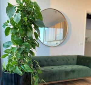 Dental Clinics in Point Cook Australia Alkassab Dental Surgery