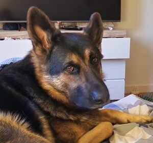 Strathmore Veterinary Clinic Pet care service in Strathmore