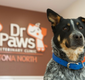 Veterinary Clinics in Melbourne Australia Dr Paws Altona North Veterinary Clinic