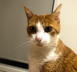 Wyndham Veterinary Clinic Pet care service in Werribee