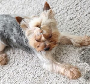 Pet Stain Remover | Best Carpet cleaning | Best Pet Stain Carpet Cleaner Melbourne Cleaning service in Southbank