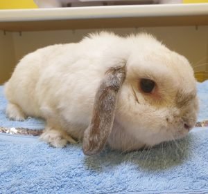 Curtin Veterinary Clinic Pet care service in Curtin