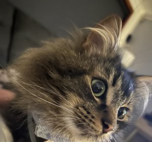 Wyndham Veterinary Clinic Pet care service in Werribee