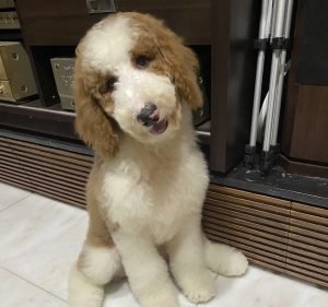 Alphapet Port Melbourne Pet care service in Port Melbourne