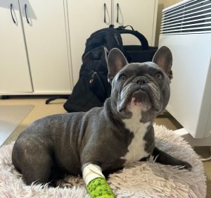  Walk In Clinic for Animals