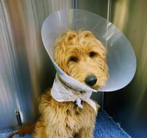 Blackburn Animal Hospital Pet care service in Blackburn South