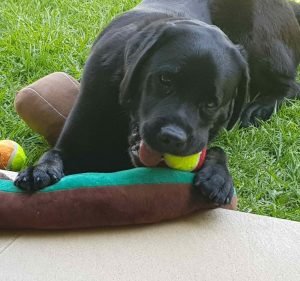 Chase Your Tail Pet Services Pet care service in Berwick