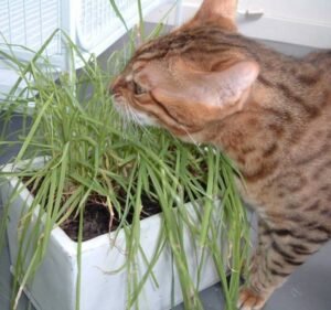 Cat Boarding Melbourne in Coburg