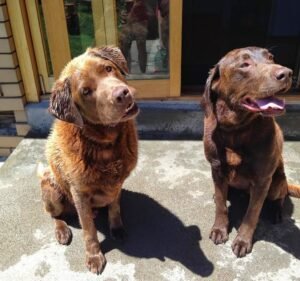 Brunswick Central Vet Clinic Pet care service in Brunswick East