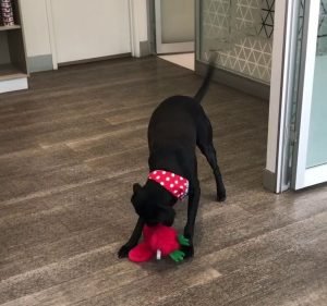 Village Vet -Toorak Pet care service in Toorak