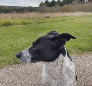 Waverley Animal Hospital Pet care service in Mount Waverley