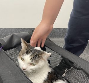 Port Phillip Animal Hospital Pet care service in Albert Park