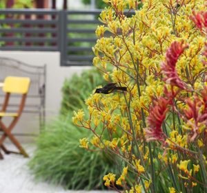  Get-Eco Adelaide's Sustainable Landscape Designer