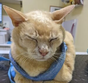 Kensington Veterinary Clinic Pet care service in Kensington