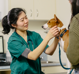 Veterinary Clinics in Melbourne Australia Our Vet Maribyrnong