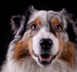 Veterinary Clinics in Victoria Australia Albert Park Vet