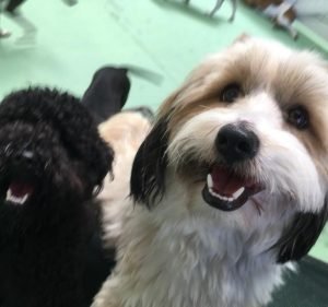 Diggiddy Dog Daycare South Melbourne Pet care service in South Melbourne