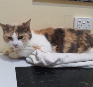 Kensington Veterinary Clinic Pet care service in Kensington