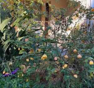 Veterinary Clinics in Melbourne Australia Clifton Hill Veterinary Clinic