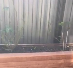 MFS LANDSCAPING Landscaping in Truganina