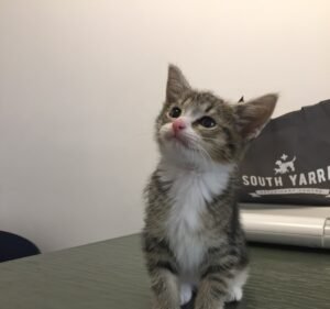 Evervet South Yarra Pet care service in South Yarra