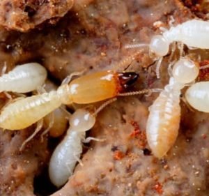 Cleaning Services in Point Cook Australia All In One Pest Control & Termites