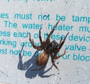 Mr Pest Controller Melbourne Pest control service in Port Melbourne