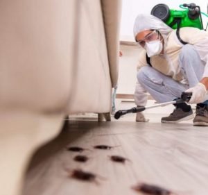 Pest Control Services in Victoria Australia The Pest Control Melbourne