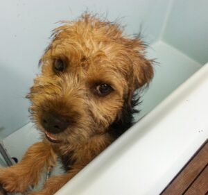 The Corner Vet AUS Pet care service in Essendon North