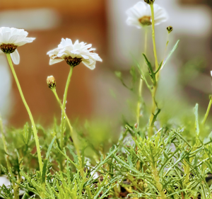 Gardening and Landscaping Services in Point Cook Australia J PLUS Landscaping