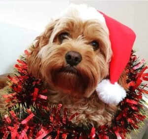 Veterinary Clinics in Melbourne Australia Ivanhoe East Veterinary Hospital