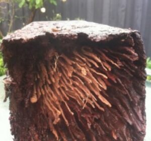 Noah's Ark Pest Control - Termite Treatment and Inspection Services - Maribyrnong Pest control service in Maribyrnong