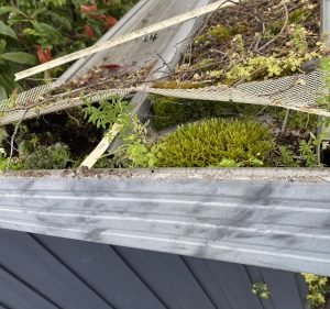  Tassi Cleaning Services