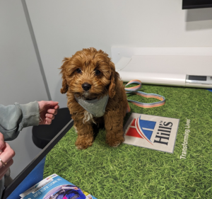 Capital Veterinary Hospital Pet care service in Phillip