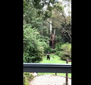 1800POSSUMS - Possum Removal