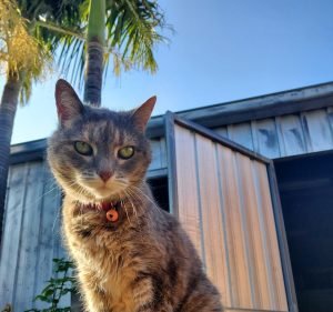 Torrens Road Croydon Park Veterinary Clinic Pet care service in Croydon Park