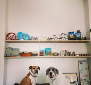 Veterinary Clinics in Melbourne Australia Ogawa Vet Clinic