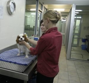 Boronia Veterinary Clinic and Hospital Pet care service in Boronia